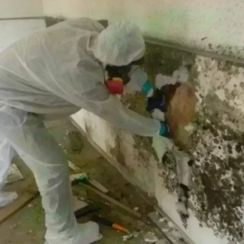 Mold Remediation and Removal in Dadeville, AL